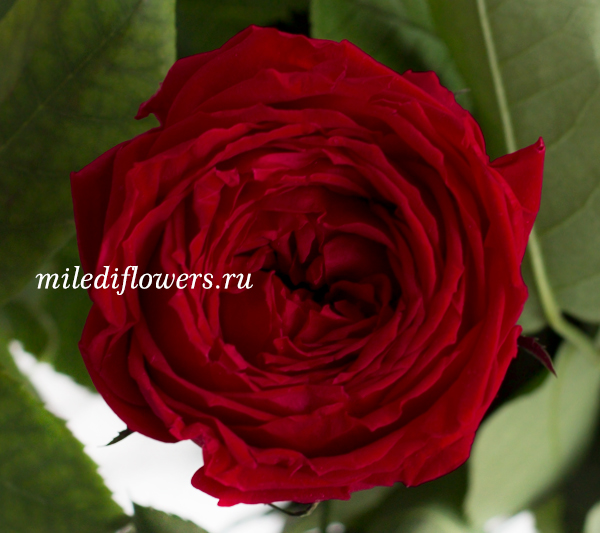 Роза стабилизированная Verdissimo Red